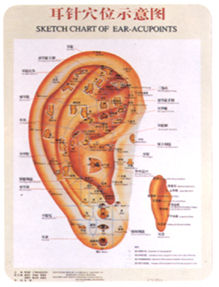 Acupuncture Ear Chart